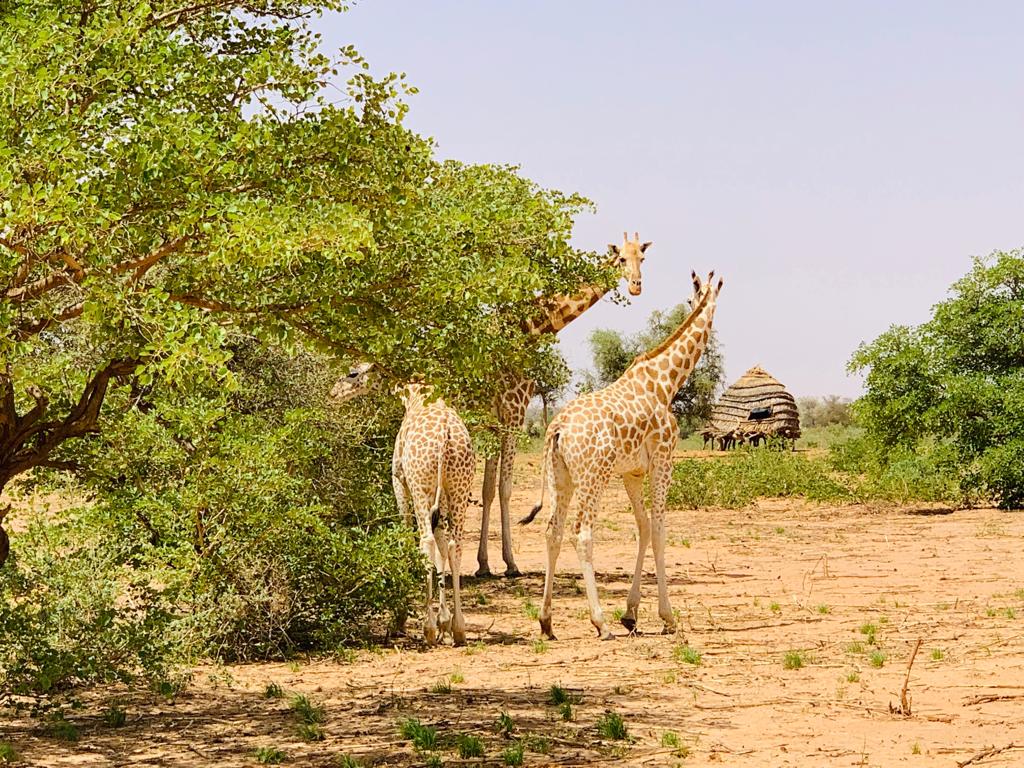 Tierwelt des Niger